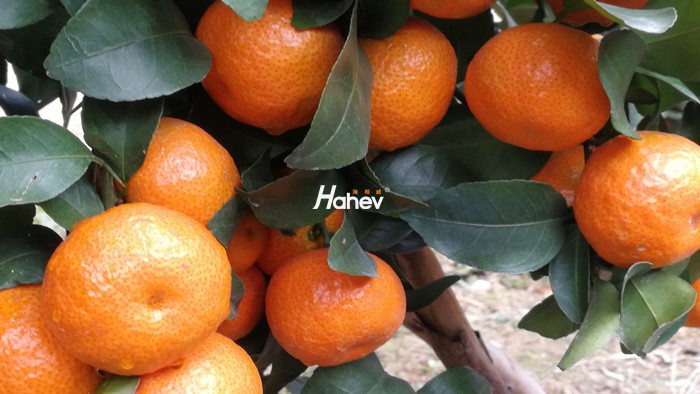柑橘水溶肥哪个牌子好？