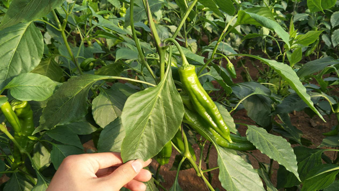 微生物菌剂哪家好？经销商冯老板为什么只选它