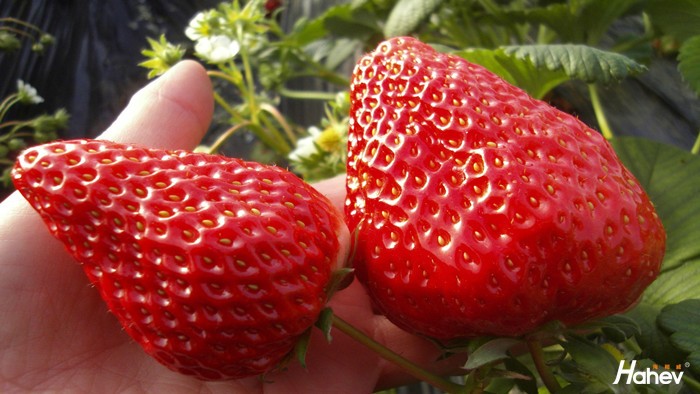 水溶肥在草莓上怎么使用效果好？