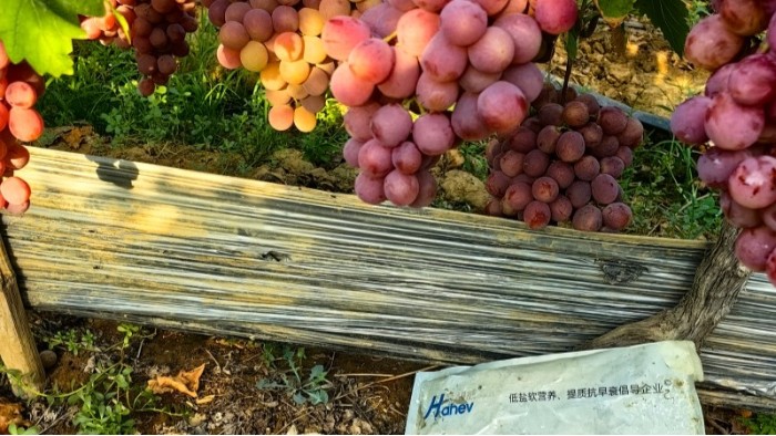 微生物菌剂怎么选？五分钟告诉你