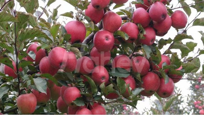 苹果树施肥-海和威苹果