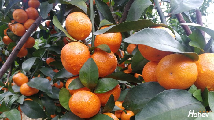 柑橘使用水溶肥注意事项，一定要清楚