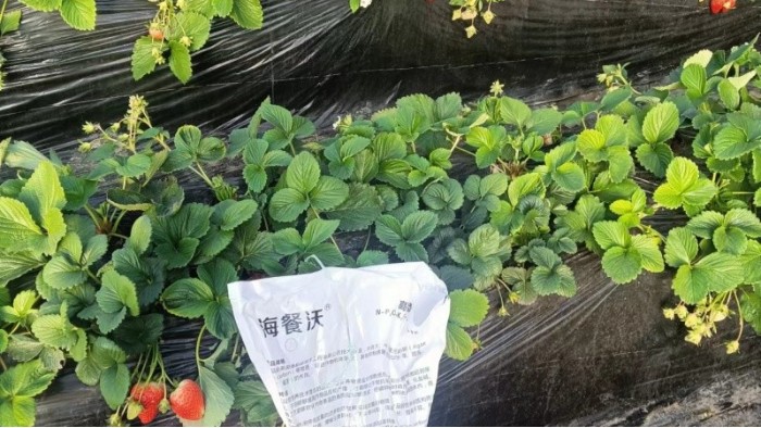 草莓要施什么肥-草莓用海餐沃水溶肥效果