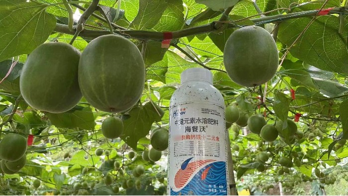 <i style='color:red'>罗汉果种植</i>的肥料选择与科学施用要点