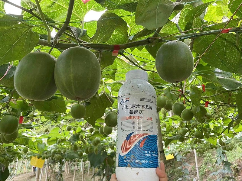 罗汉果种植-用海餐沃十二元素效果