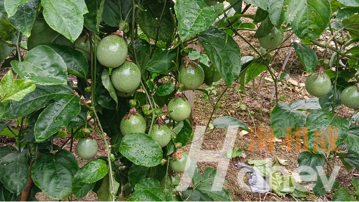 百香果种植：肥料选择至关重要