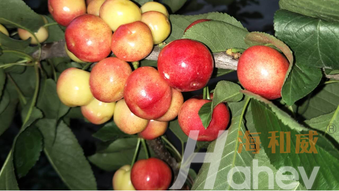 海餐沃颗粒微生物菌剂一亩地用多少？