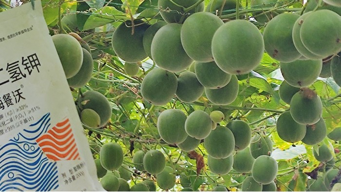 <i style='color:red'>罗汉果追肥</i>选择：适配生长周期需求