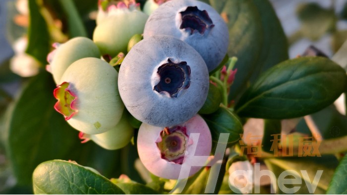 <i style='color:red'>海餐沃颗粒微生物菌剂</i>：破板结、防重茬一步到位