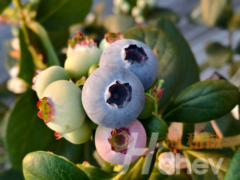 海餐沃颗粒微生物菌剂-蓝莓效果