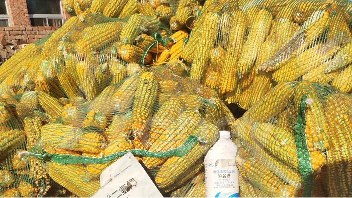液体氮肥-用海餐沃液体缓释氮肥的玉米