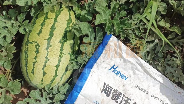 水溶肥哪家好？农资经销商看完不迷茫