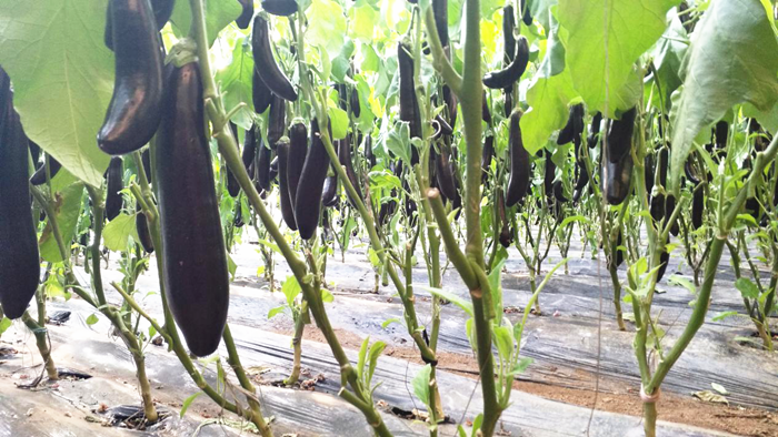 进口冲施肥的作用，茄子种植者的真实案例来了