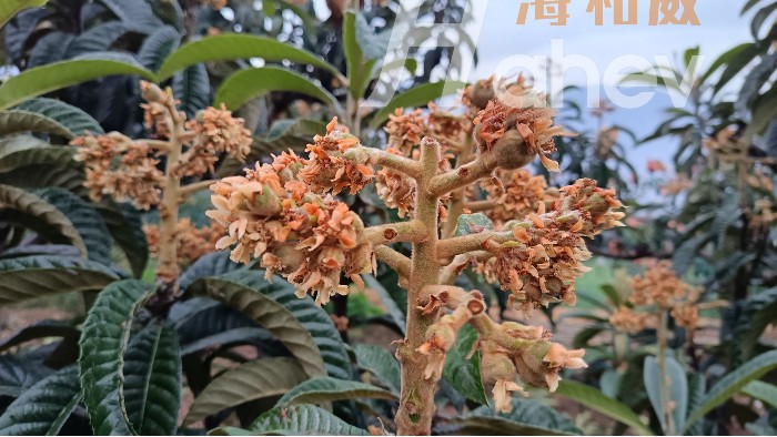 果树种植高产秘籍：保花保果施肥全攻略