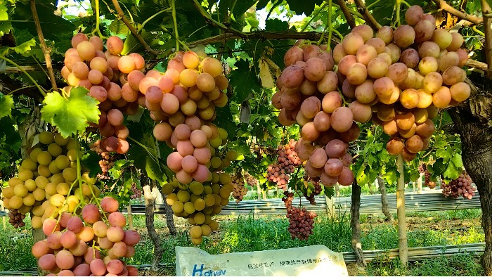 海餐沃微生物菌剂——重构<i style='color:red'>土壤</i>生态的农业新利器