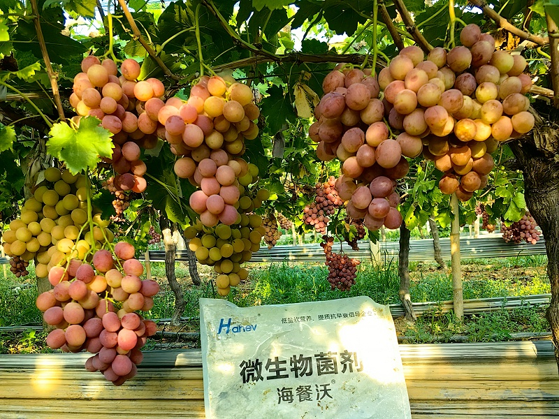 海餐沃微生物菌剂-葡萄效果
