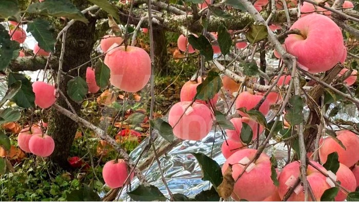 <i style='color:red'>苹果树什么时候施肥</i>？