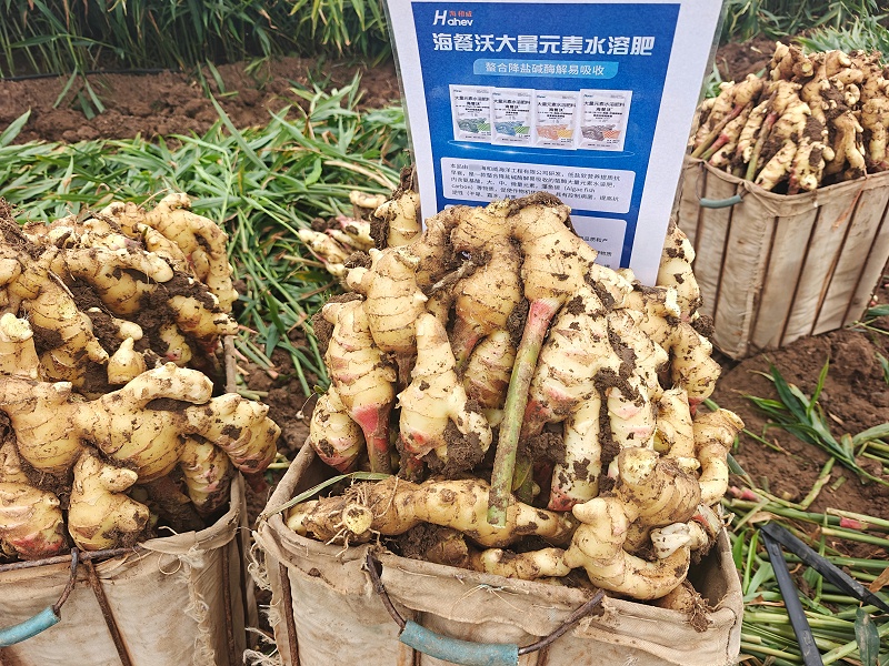 大姜肥料-大姜用海餐沃水溶肥效果