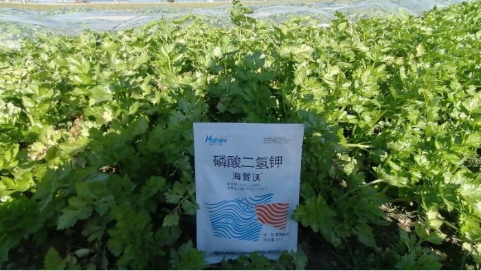 <i style='color:red'>芹菜施肥</i>这样做，一步就到位