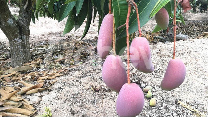 膨果水溶肥-海餐沃芒果