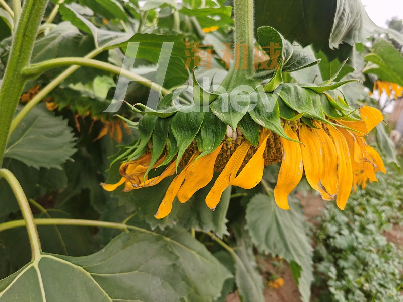葵花施肥-用海餐沃低盐护根颗粒水溶肥效果