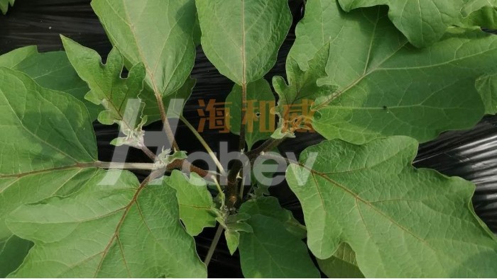 微生物菌剂白用了！3个误区来看明白