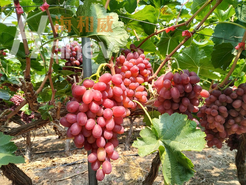 葡萄转色期用什么肥料好-葡萄用海餐沃磷酸二氢钾效果