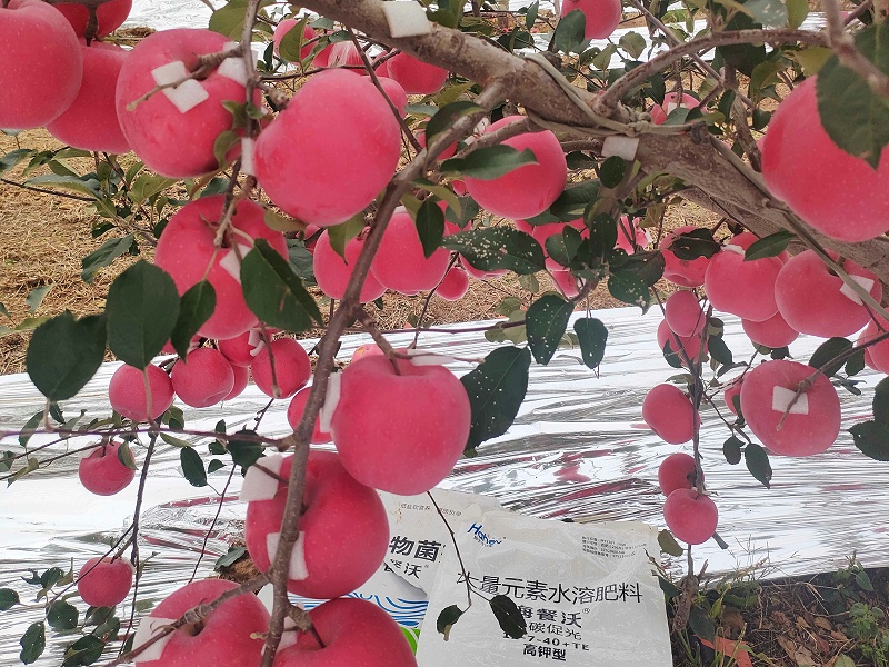 高钾水溶肥-苹果用海餐沃效果