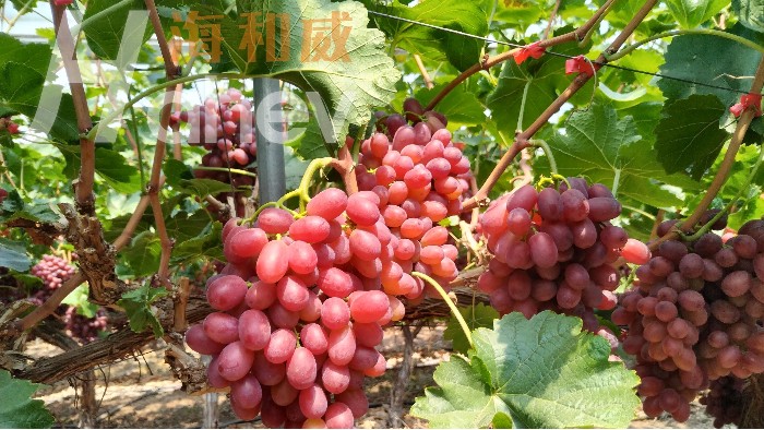 <i style='color:red'>葡萄转色期用什么肥料好</i>