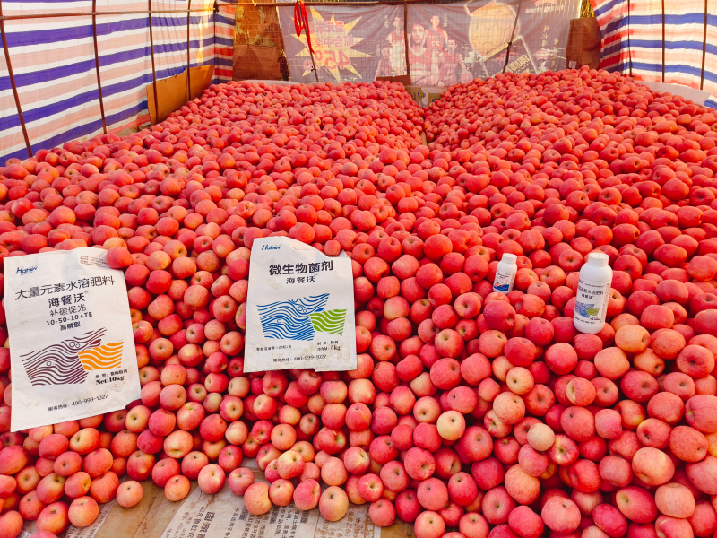 苹果高产施肥管理-苹果用水溶肥用海餐沃水溶肥效果