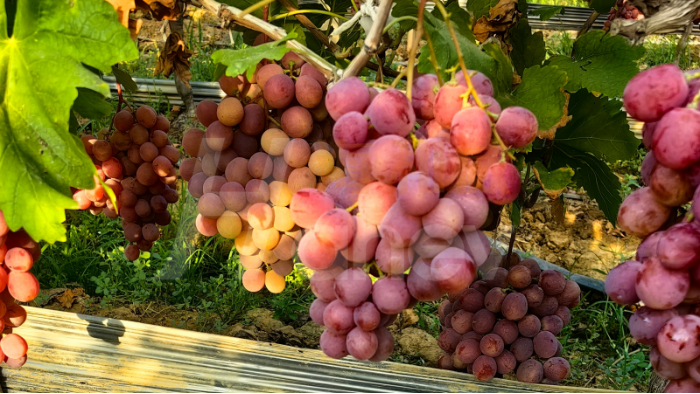 葡萄采收后施什么肥好？
