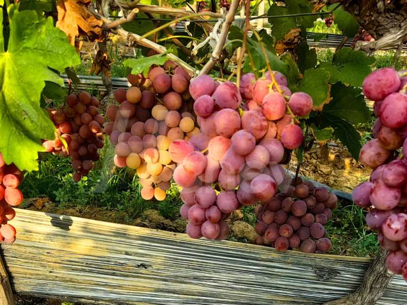 葡萄采收后施什么肥好-葡萄用海餐沃水溶肥效果