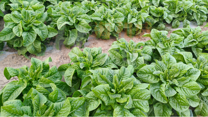 微生物肥料为什么越来越受重视