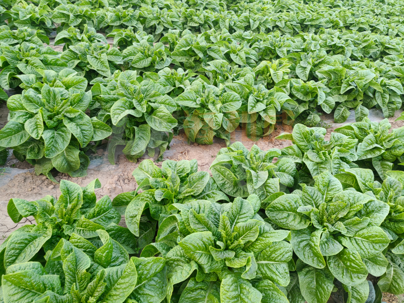 微生物肥料-莴笋用海餐沃微生物菌剂效果