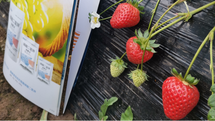 草莓种植怎么提高产量