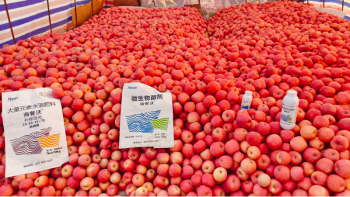 苹果高产施肥管理全攻略