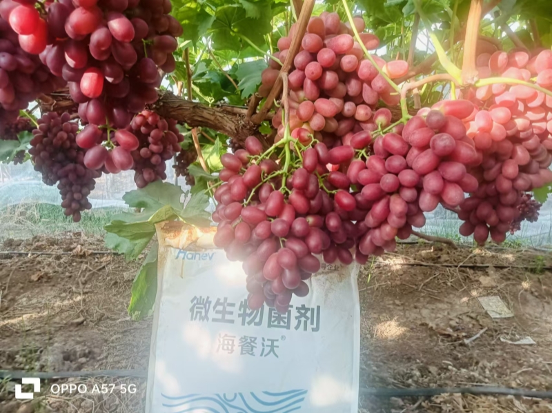 葡萄施肥-葡萄效果