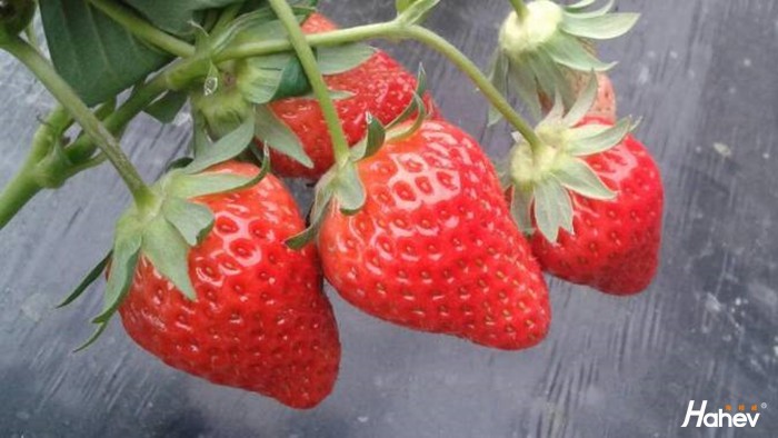 草莓使用水溶肥，如何避免肥害？