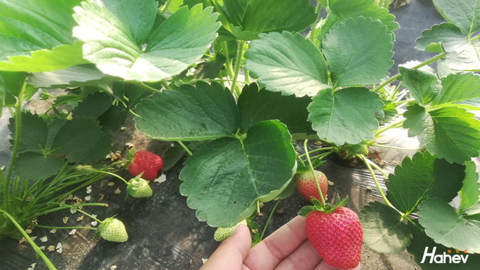 草莓用什么水溶肥个头大？