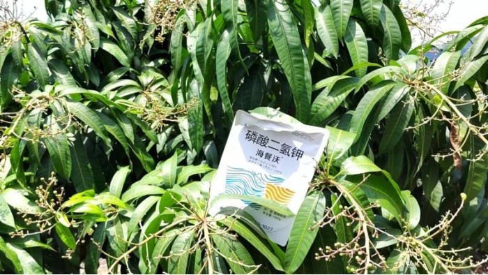 芒果树用什么肥料最好？