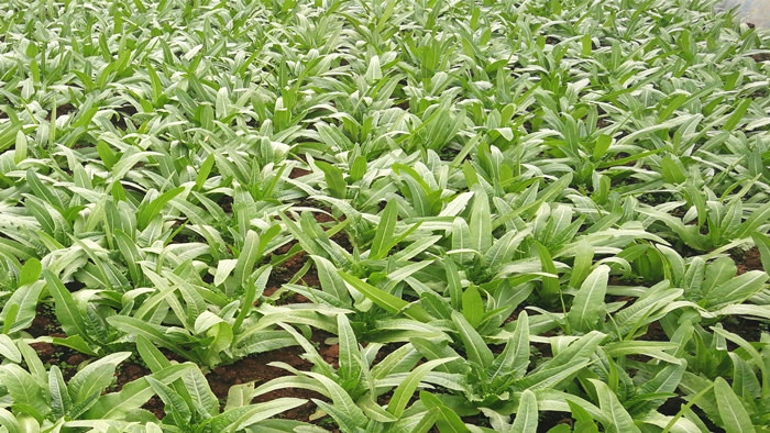 颗粒水溶肥品牌哪家好