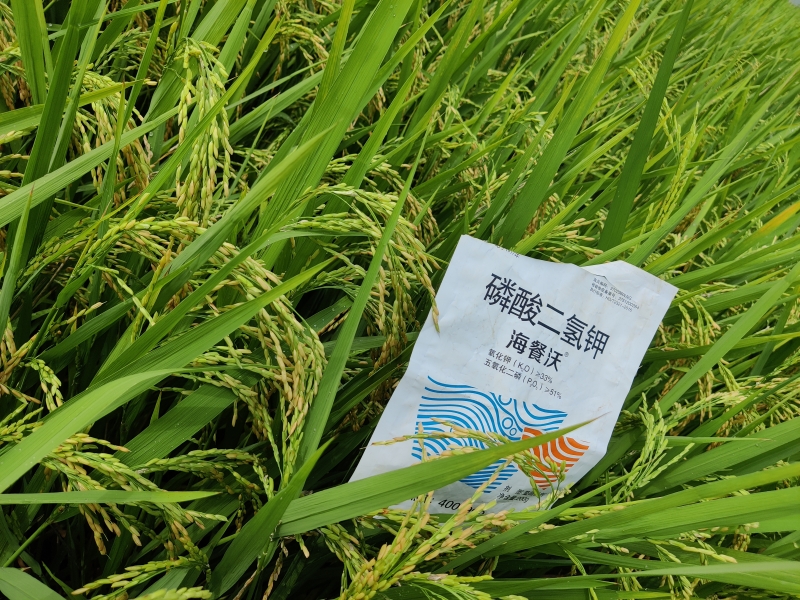 水稻施肥技巧-水稻用海餐沃磷酸二氢钾效果