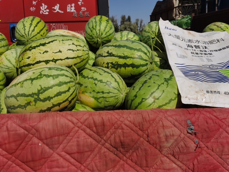水溶肥-西瓜用海餐沃水溶肥效果
