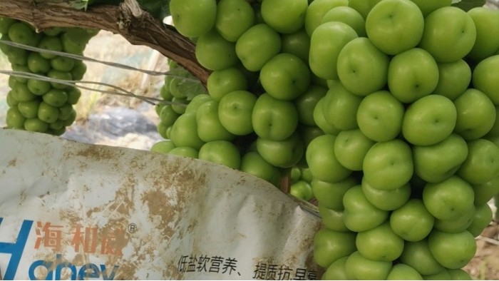 如何施肥产量高，抓住这4点