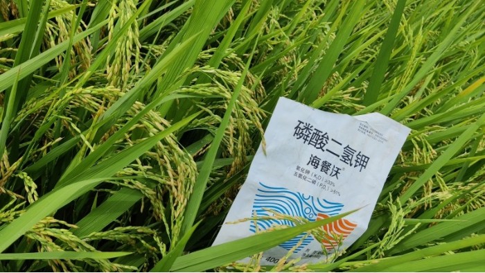 <i style='color:red'>水稻施肥</i>技巧，避免浪费又增产