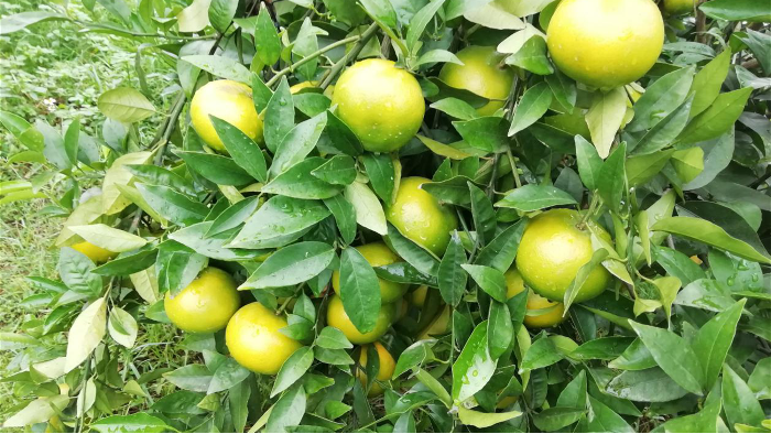 柑橘壮果肥什么时候施好，施肥方法有哪些