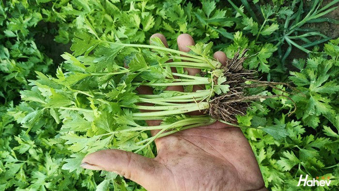 芹菜用什么肥料好？如何收获高产芹菜？