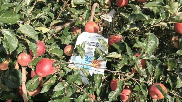 苹果种植：膨大期施肥注意事项