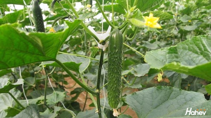 海餐沃微生物菌剂，有效改善土壤问题