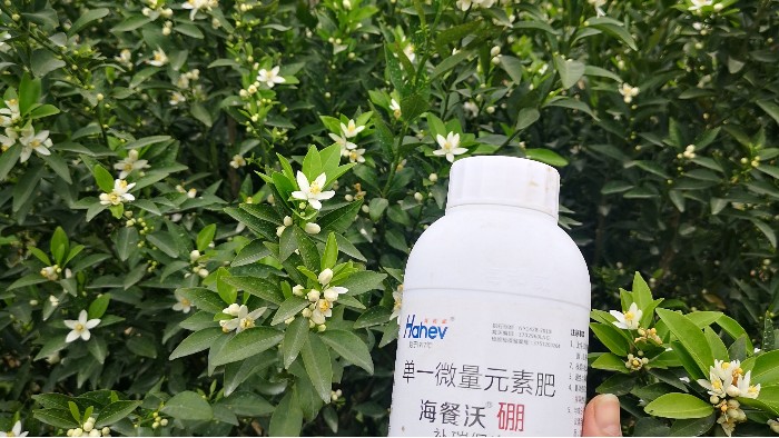 <i style='color:red'>硼肥</i>怎么施效果最好